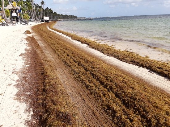 Sargassum In Punta Cana Where To Check The Sargassum Status Punta Cana