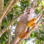 Monkeyland Punta Cana